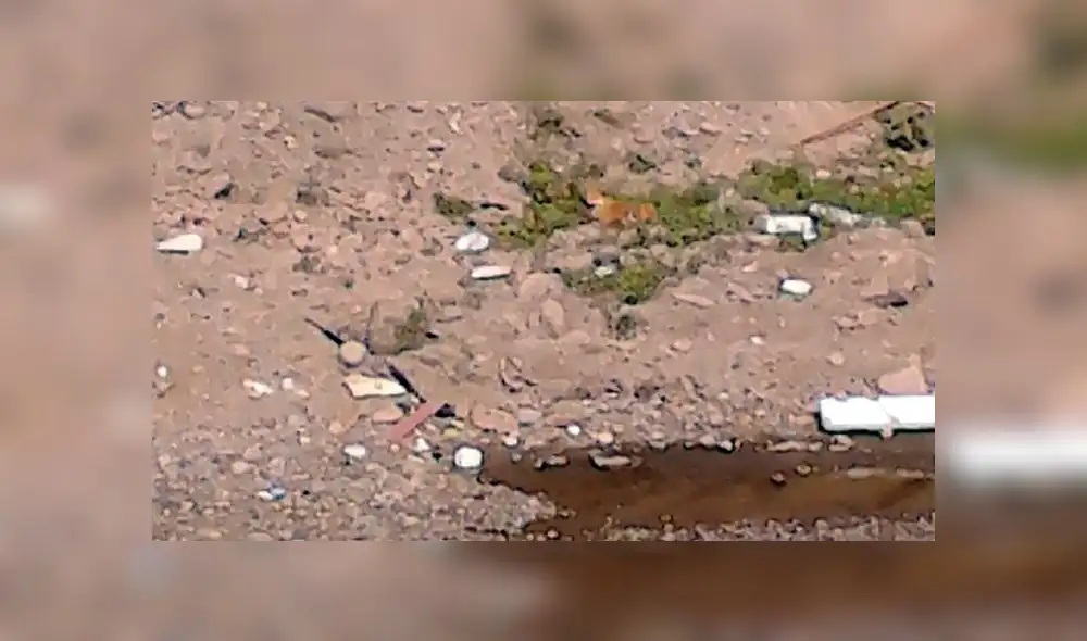 Callao: reportan perro atrapado a orillas del río Rímac Callao: reportan perro atrapado a orillas del río Rímac