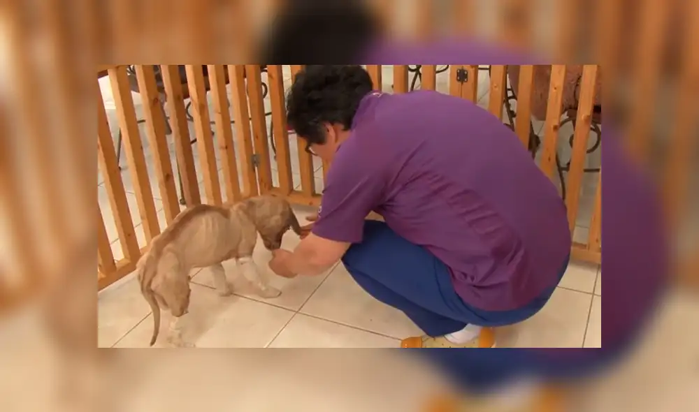 Facebook viral: Perro con quemaduras severas fue rescatado por un 'ángel' y ahora luce así [FOTOS]