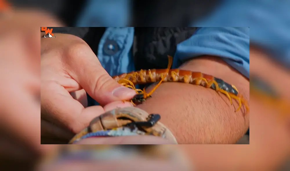 Un video muestra al popular 'Coyote' Peterson siendo brutalmente mordido por un enorme ciempiés. Un video muestra al popular 'Coyote' Peterson siendo brutalmente mordido por un enorme ciempiés.