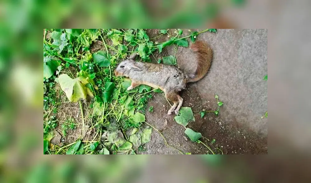 Lomas de VMT: traficantes de terrenos asesinan vizcachas [FOTOS]