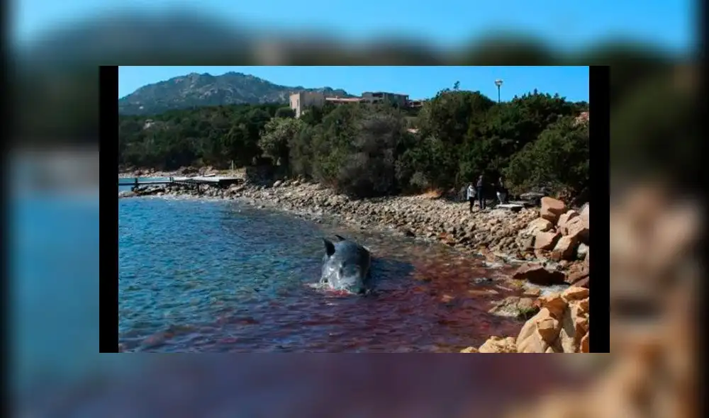 Ballena preñada muere con 22 kilos de basura plástica en estómago [FOTOS]