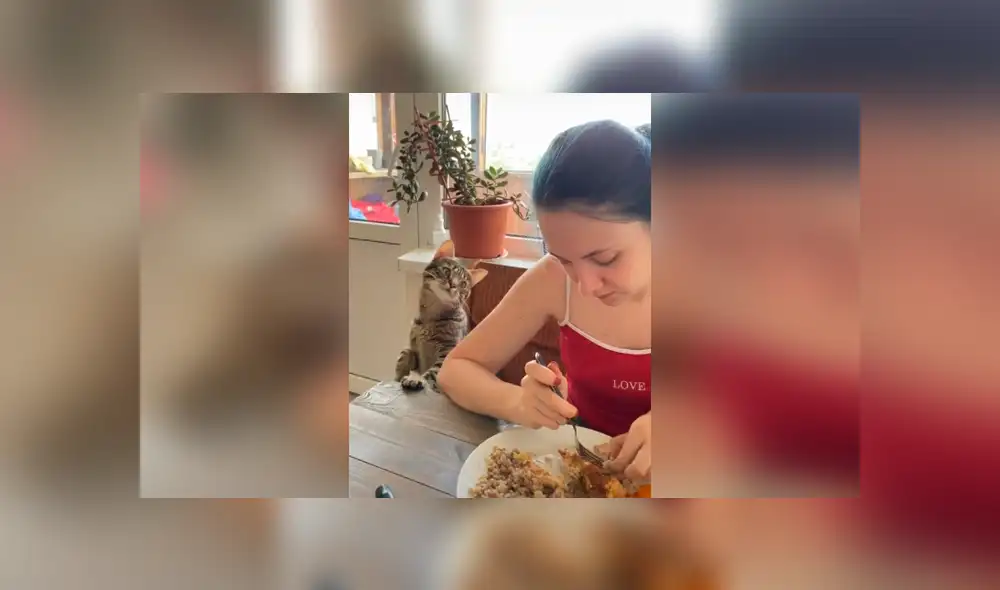 Desliza las imágenes hacia la izquierda para apreciar la acción de un gato para que su dueña le invite comida. Foto: Captura. Desliza las imágenes hacia la izquierda para apreciar la acción de un gato para que su dueña le invite comida. Foto: Captura.