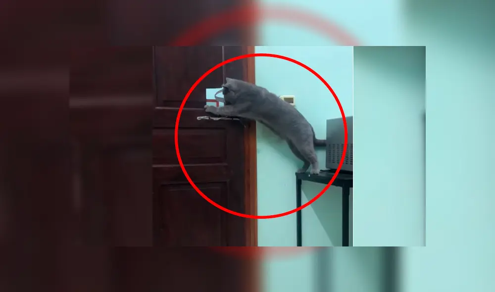 Gato de Vietnam Gato de Vietnam