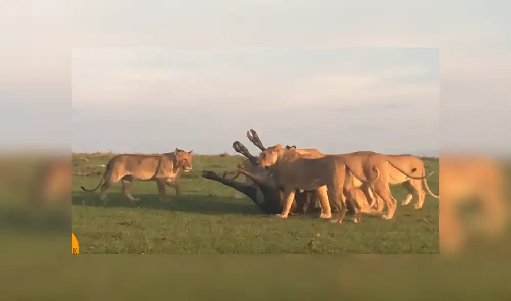 YouTube viral: estas son las sobrecogedoras imágenes de cuando leones devoran a enorme búfalo [VIDEO]
