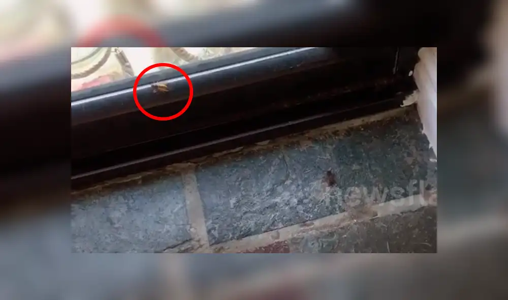 Un joven grabó el momento en que una avista defendió a su compañera del brutal ataque de una araña. Un joven grabó el momento en que una avista defendió a su compañera del brutal ataque de una araña.