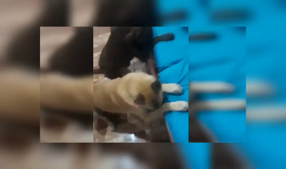 En Facebook, un joven enseñó a sus enormes perros a bendecir sus alimentos antes de consumirlos.