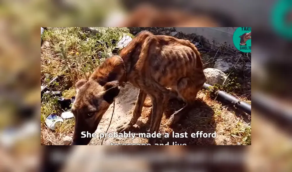 Desliza para ver el nuevo aspecto de este perro callejero que conquistó a YouTube. Foto: Captura. Desliza para ver el nuevo aspecto de este perro callejero que conquistó a YouTube. Foto: Captura.