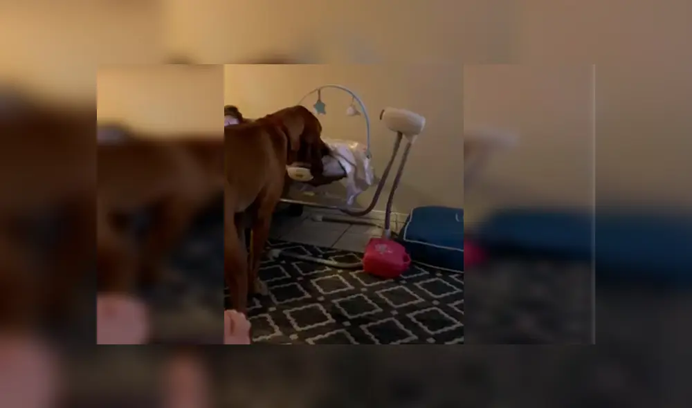 Video es viral en YouTube. La mujer se percató de la tierna escena entre su macota y su bebé recién nacido y no dudó en grabarla para compartirla en redes