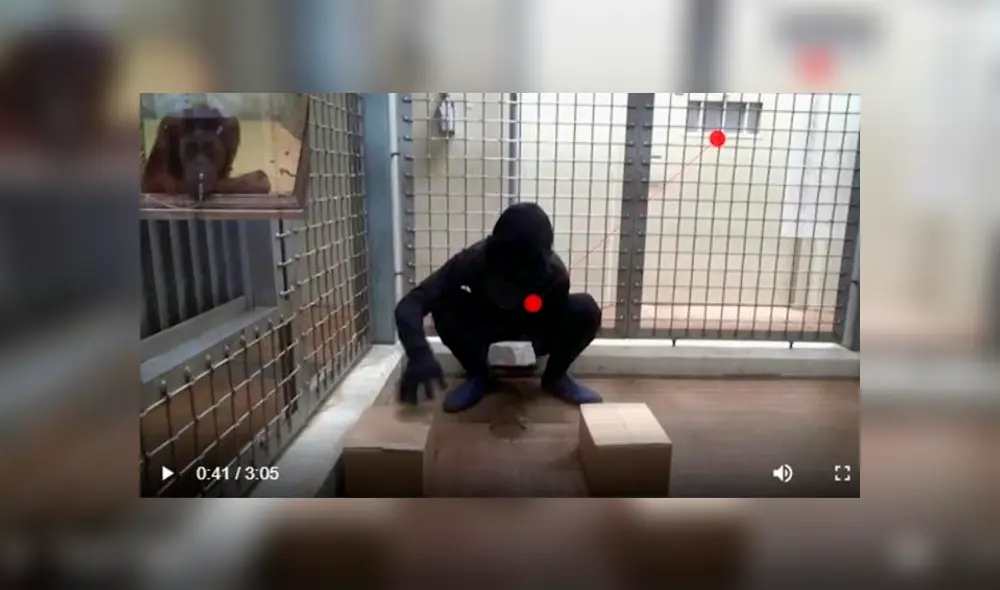 Los experimentos realizados con los simios - UNIVERSIDAD DE KYOTO / FUMIHIRO KANO