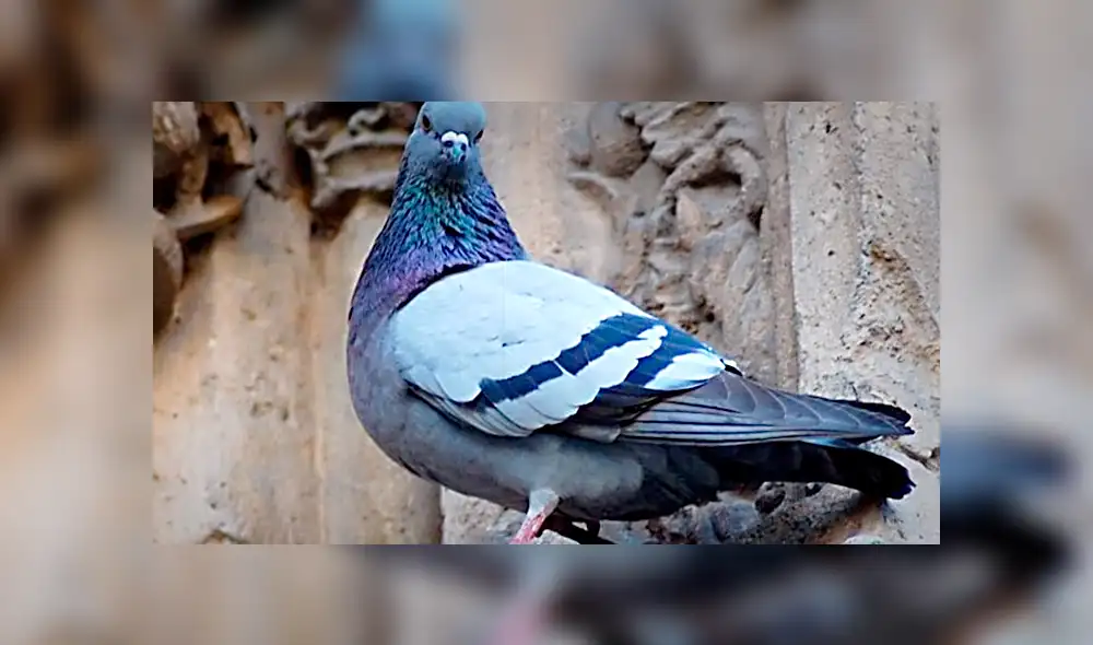 YouTube viral: conoce las siete palomas más extrañas del mundo