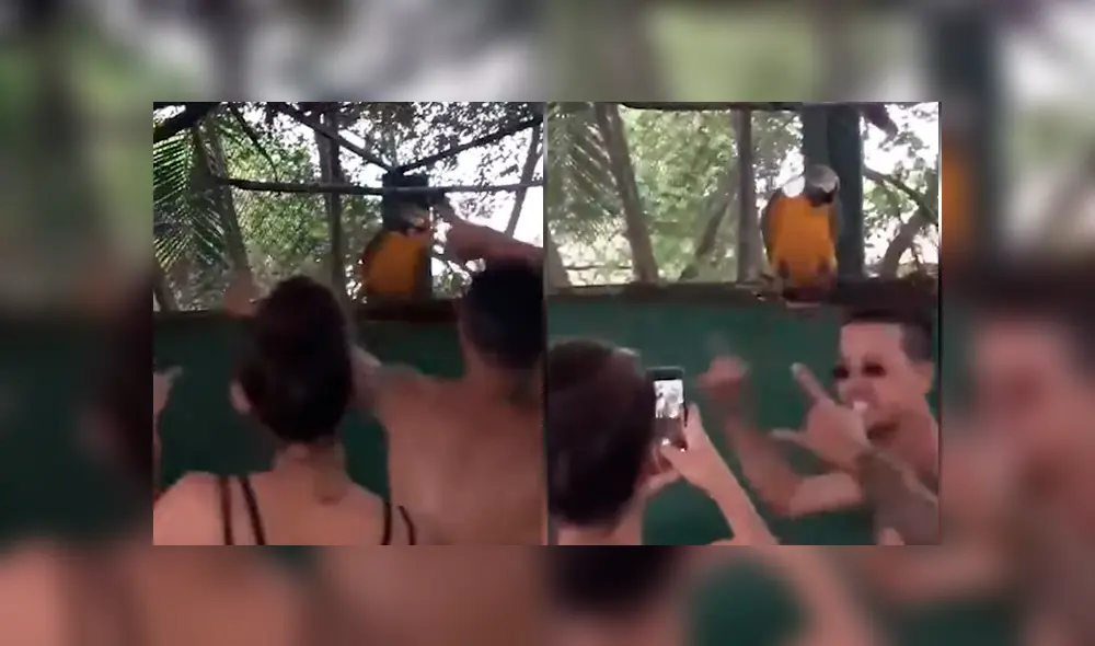 Video es viral en YouTube. Jóvenes captaron el curioso momento en que el loro empieza a bailar al ritmo de música electrónica Video es viral en YouTube. Jóvenes captaron el curioso momento en que el loro empieza a bailar al ritmo de música electrónica