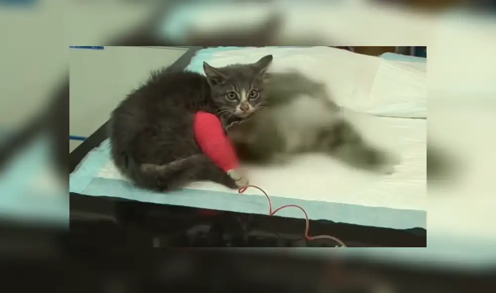 YouTube viral: Gatito espera junto al cadáver de su madre y conmueve al mundo por insólito gesto [VIDEO]