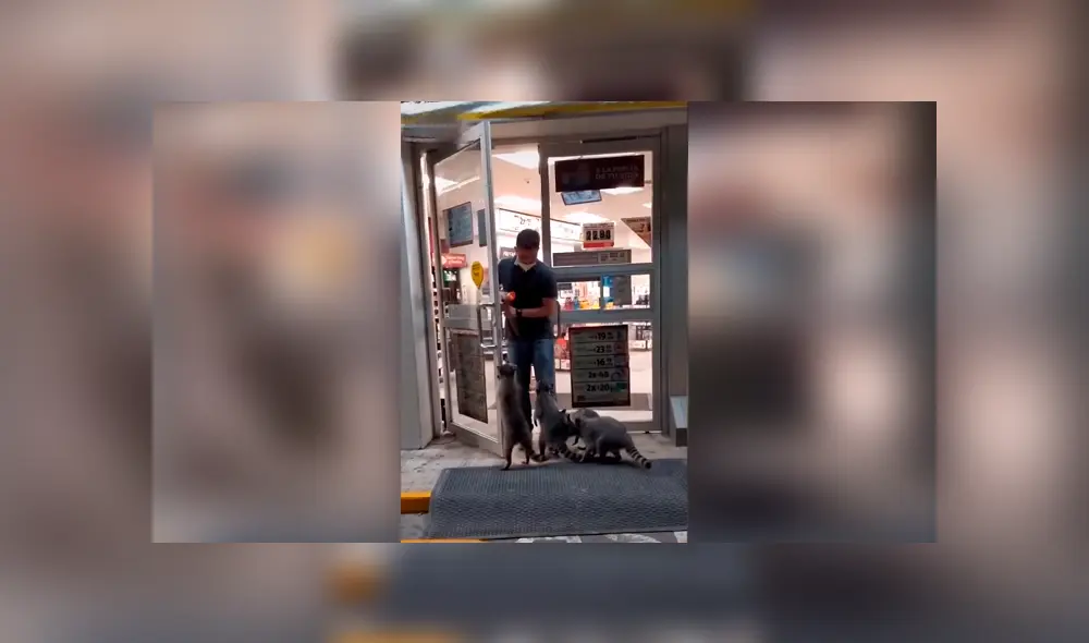 Desliza las imágenes para observar las travesuras de un grupo de mapaches para obtener comida.