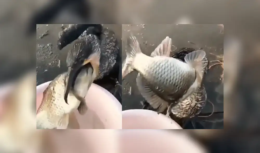 Facebook: hombre intenta devolver pez al mar y sucede lo peor [VIDEO]