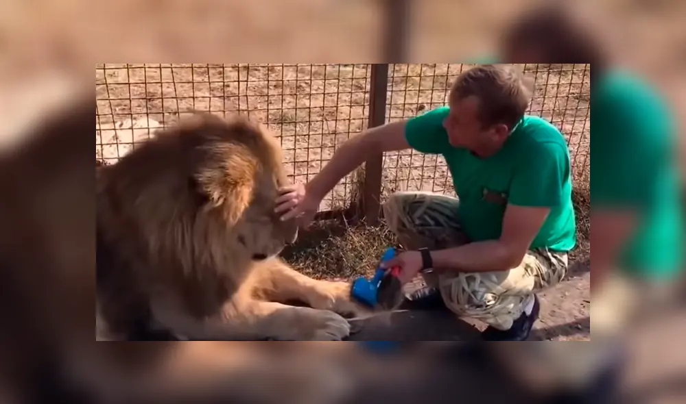 Cuidador ingresa a jaula de león para peinarlo. Foto: Captura.
