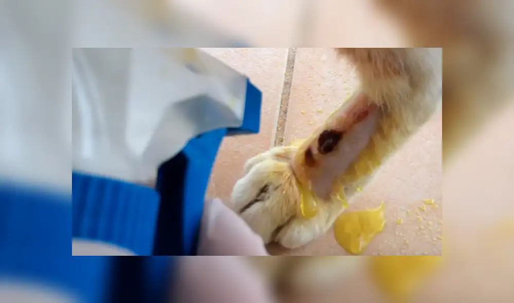 YouTube viral: gato herido ruega a hombre que lo ayude a salvar su vida [VIDEO]