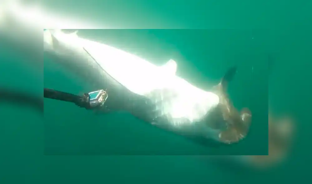 Facebook viral: pugna a muerte entre tiburón tigre y tiburón martillo tiene un final inesperado que sorpendió a miles [VIDEO]