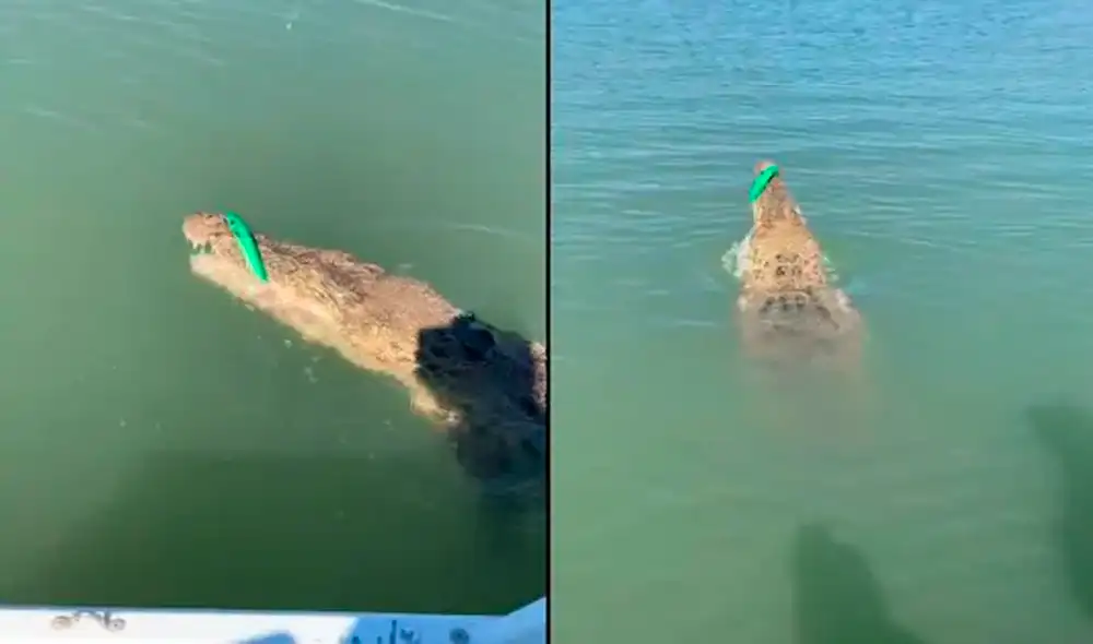 Facebook - animales - viral Facebook - animales - viral