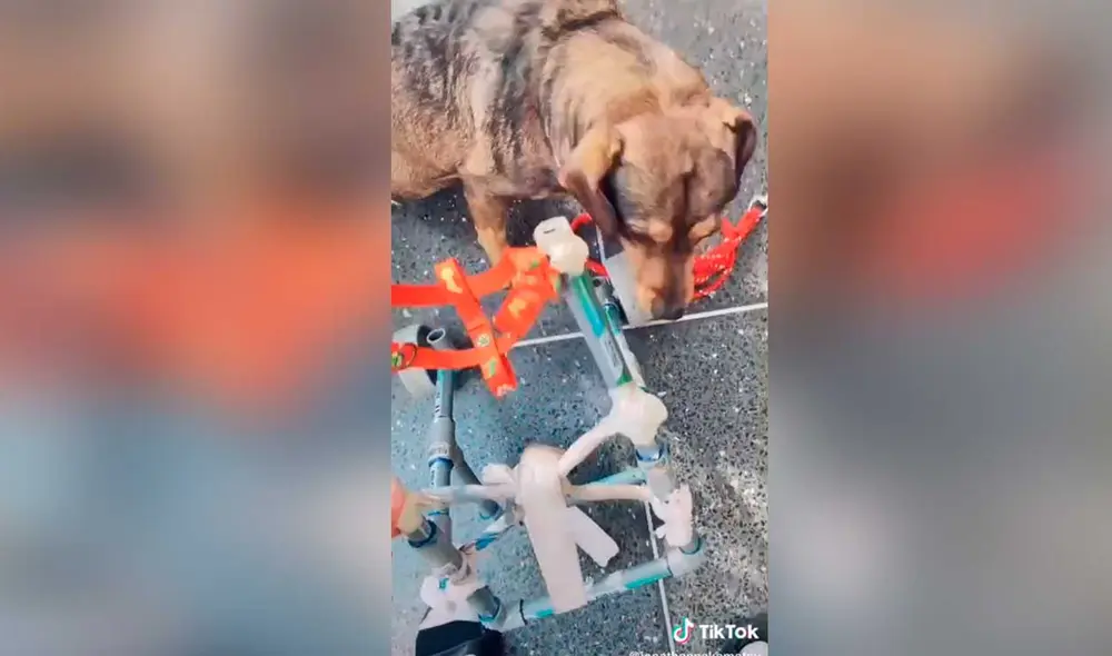 Desliza las imágenes para ver la emotiva escena que protagonizó este perrito con discapacidad al ver su nueva silla de ruedas. Foto: captura de TikTok/jonathannakamatsu