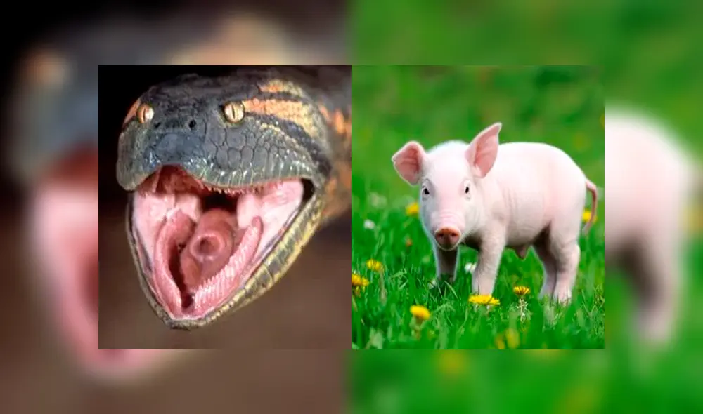 Desliza para ver los momentos más aterradores del video que se hizo viral en YouTube. Desliza para ver los momentos más aterradores del video que se hizo viral en YouTube.