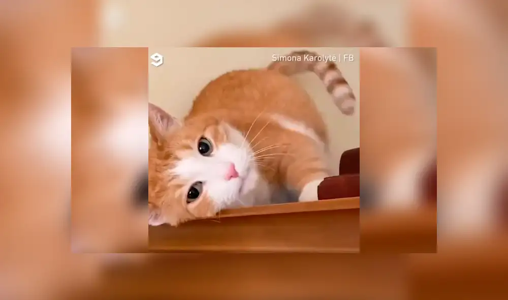 Desliza a la izquierda para conocer el nuevo viral de YouTube que ha causado ternura en los usuarios. Foto: Captura. Desliza a la izquierda para conocer el nuevo viral de YouTube que ha causado ternura en los usuarios. Foto: Captura.