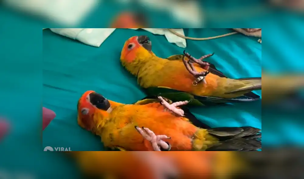 Desliza para ver los detalles del video viral publicado en Facebook. Foto: Captura.