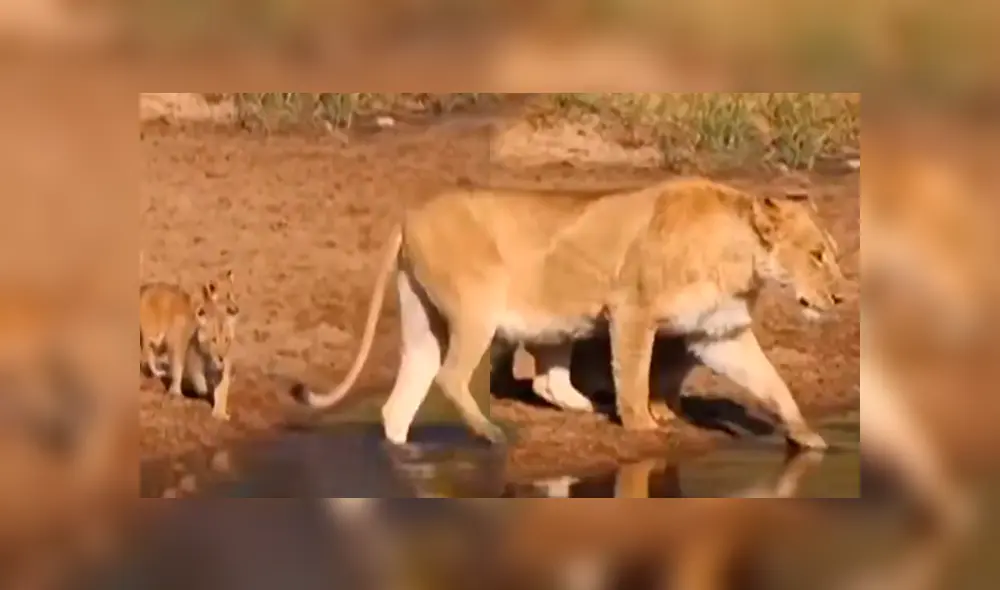 YouTube viral: turista que hacía safari en la selva graba conmovedor momento de familia de leones. YouTube viral: turista que hacía safari en la selva graba conmovedor momento de familia de leones.
