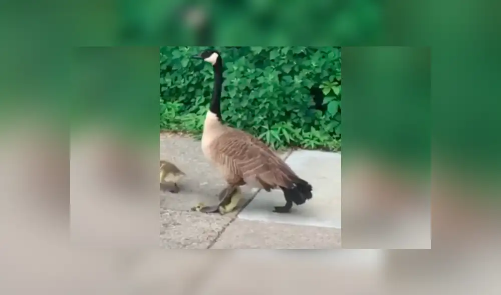 Desliza para ver todas las imágenes compartidas en YouTube. Desliza para ver todas las imágenes compartidas en YouTube.