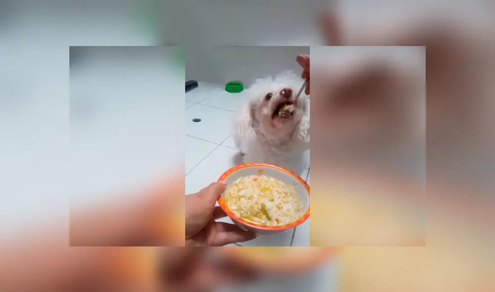 Desliza las imágenes hacia la izquierda para observar los mimos que dio una joven a su adorable mascota. Desliza las imágenes hacia la izquierda para observar los mimos que dio una joven a su adorable mascota.