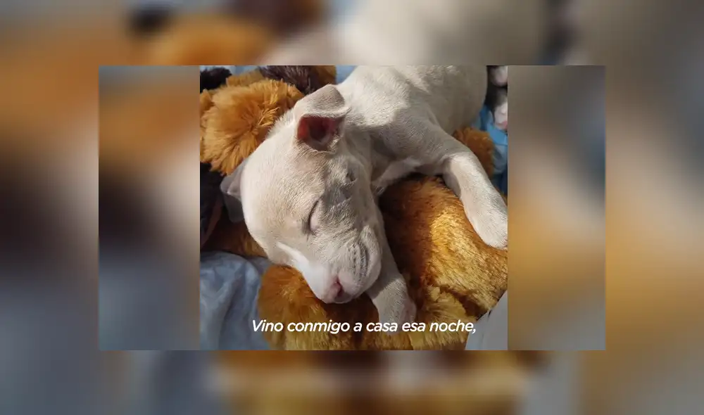 La perrita fue abandonada en la calle y un grupo de rescatistas la recogió. Foto: YouTube