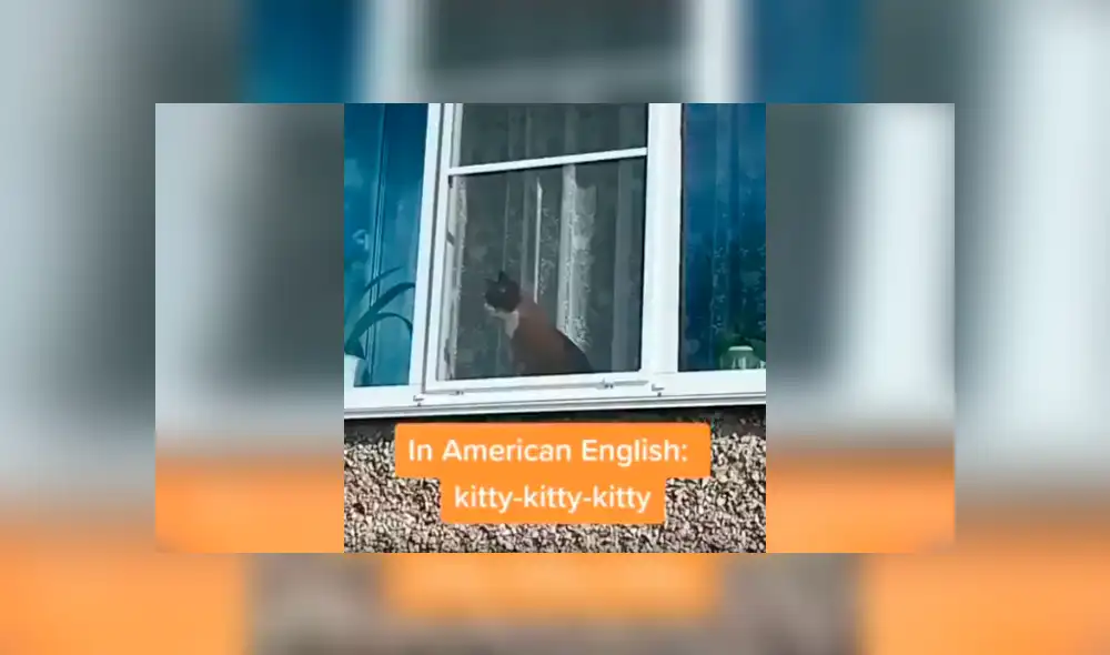 Desliza las imágenes para conocer la reacción de un gato cuando un joven le habla en varios idiomas. Foto: Captura.