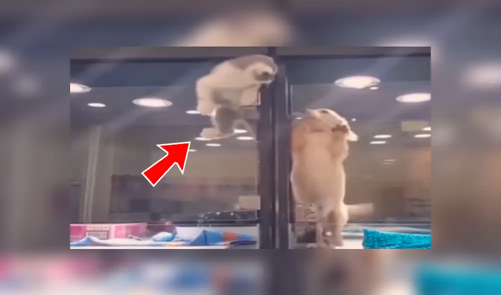 Facebook viral: Gatito huye de jaula para reunirse con perro, que es su mejor amigo [VIDEO]