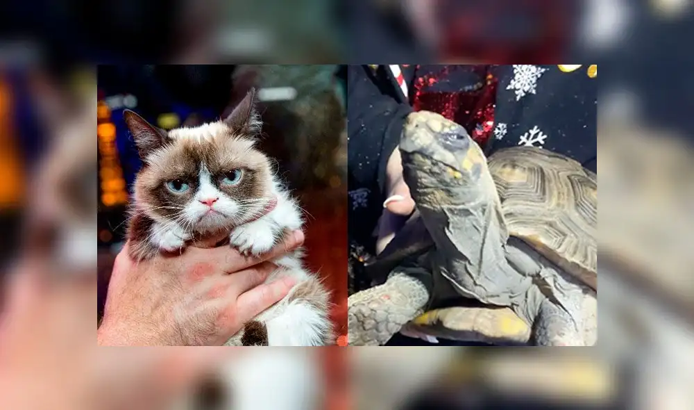 Tortuga incendia la casa de sus dueños en Navidad y se ‘molesta’ al ser rescatada [FOTOS]