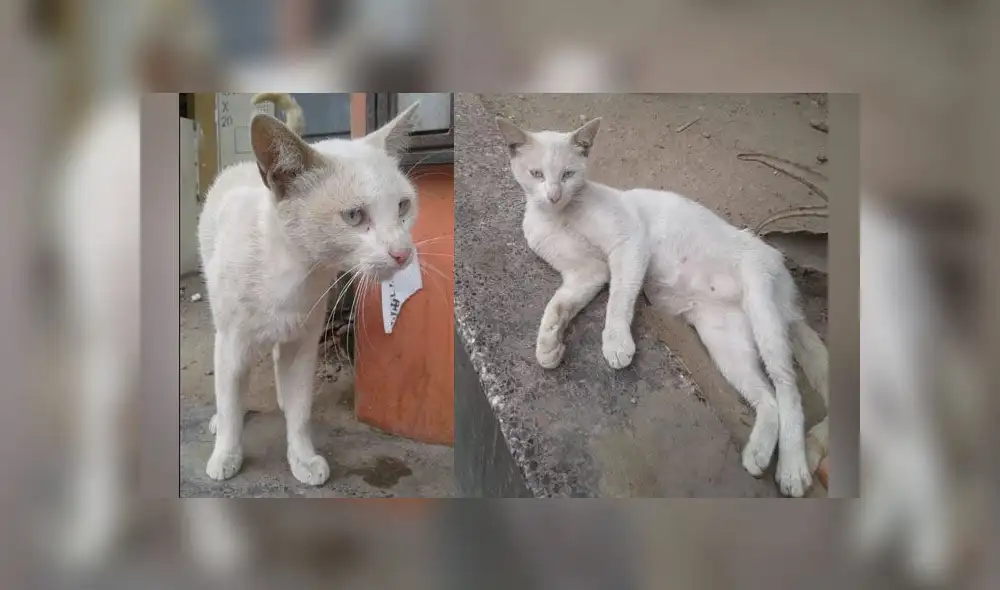 Foto: Gatita se encuentra adopción responsable. Foto: Gatita se encuentra adopción responsable.