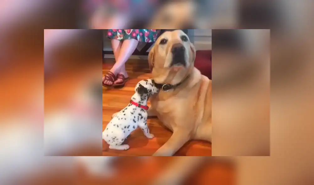 Desliza las imágenes para conocer el comportamiento de un perro al estar junto a la nueva mascota de su dueño. Desliza las imágenes para conocer el comportamiento de un perro al estar junto a la nueva mascota de su dueño.