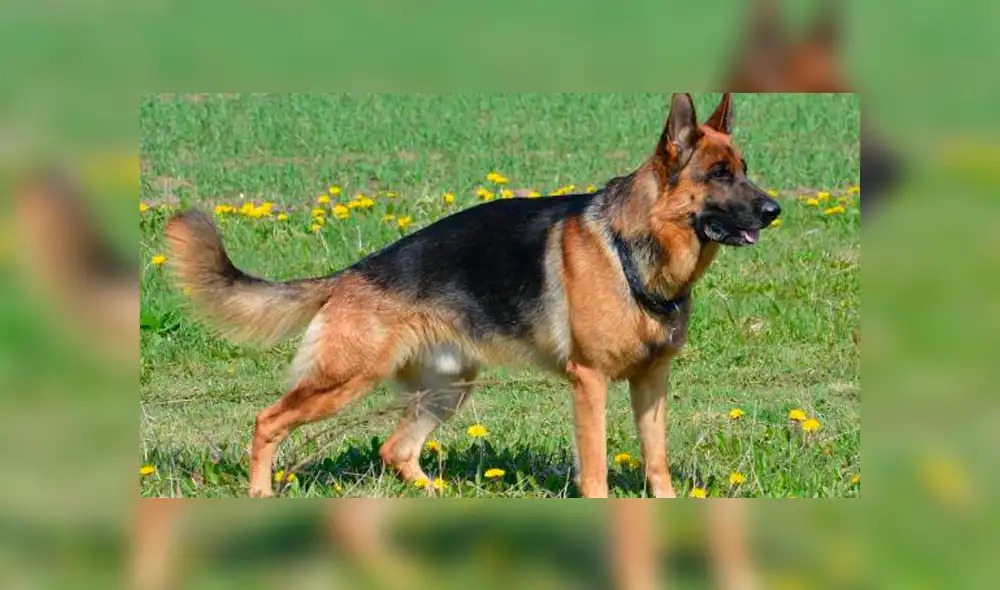 Facebook viral: perro felicita a su pareja por dar a luz a crías, pero detalle lo deja mal [VIDEO]