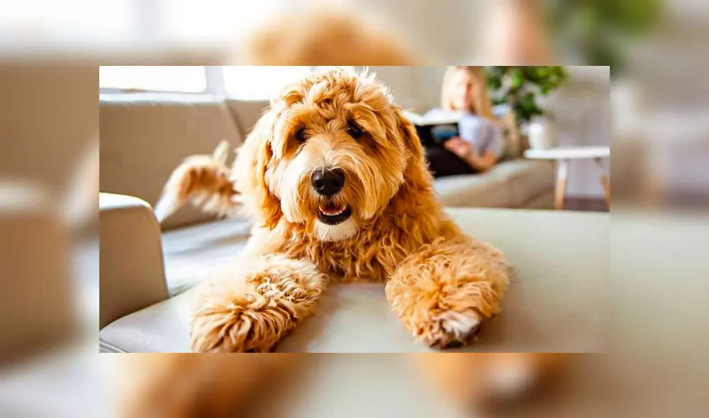 Labrador doodle. Foto: difusión. Labrador doodle. Foto: difusión.