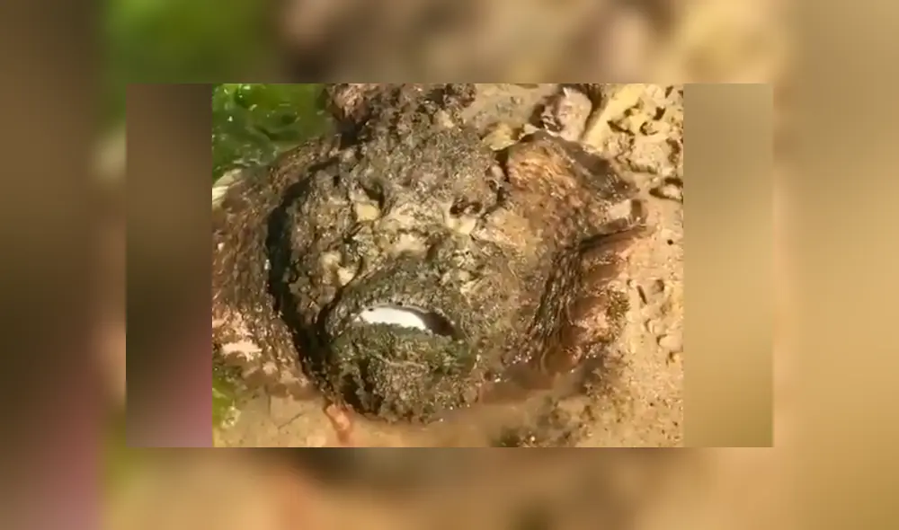 YouTube viral: se topa con misteriosa ‘piedra’ en charco de agua, se acerca y descubre algo insólito YouTube viral: se topa con misteriosa ‘piedra’ en charco de agua, se acerca y descubre algo insólito