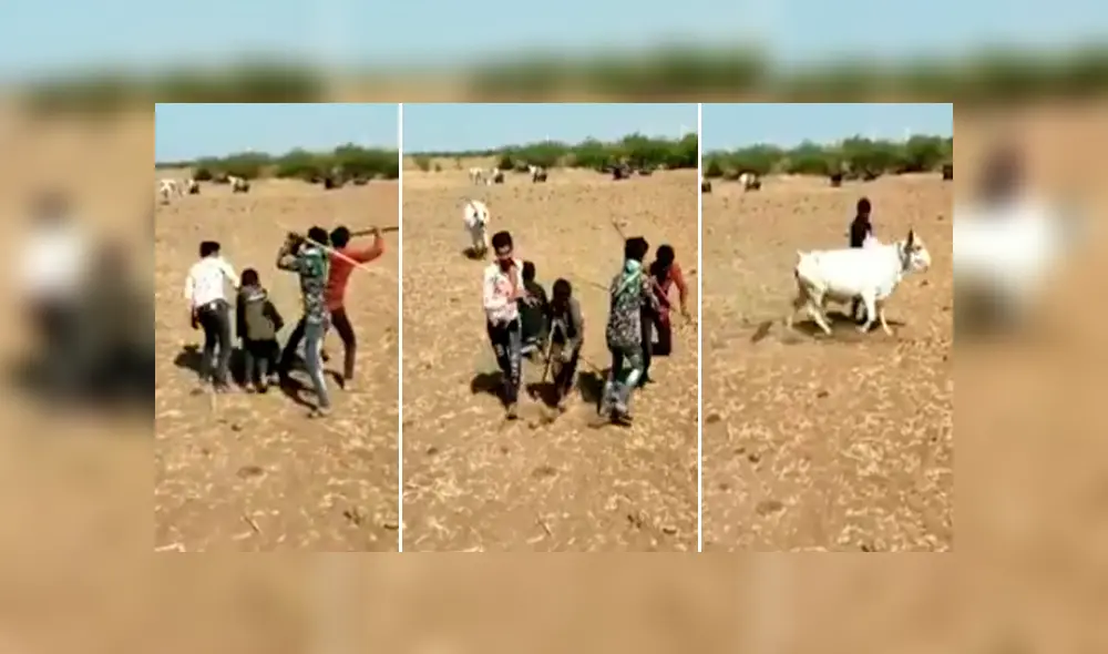 Vía Facebook. Una vaca vio que su dueño estaba en apuros y no dudó en ir a su rescate. Vía Facebook. Una vaca vio que su dueño estaba en apuros y no dudó en ir a su rescate.