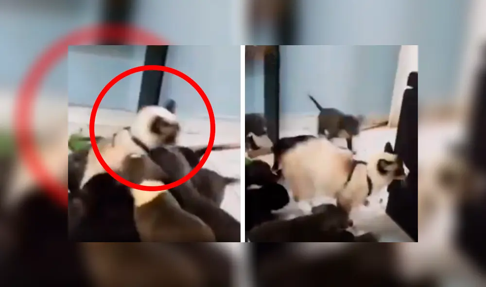 Desliza las imágenes para conocer el terrible comportamiento de unos pequeños perros al atacar a un gato. Foto: Clarín.