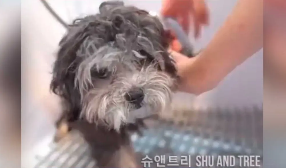 Desliza las imágenes para ver el radical cambio de aspecto que tuvo este perrito callejero que fue rescatado de la calle. Foto: captura de TikTok/@alexisjmontalvo