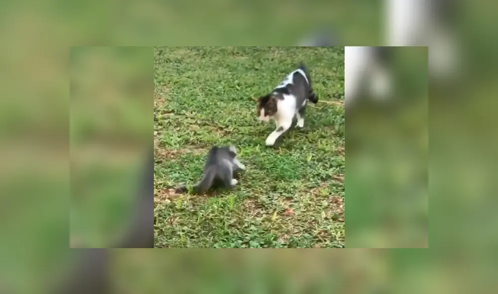 Desliza la imagen para ver la reacción de la gata. Foto: agonuno/TikTok