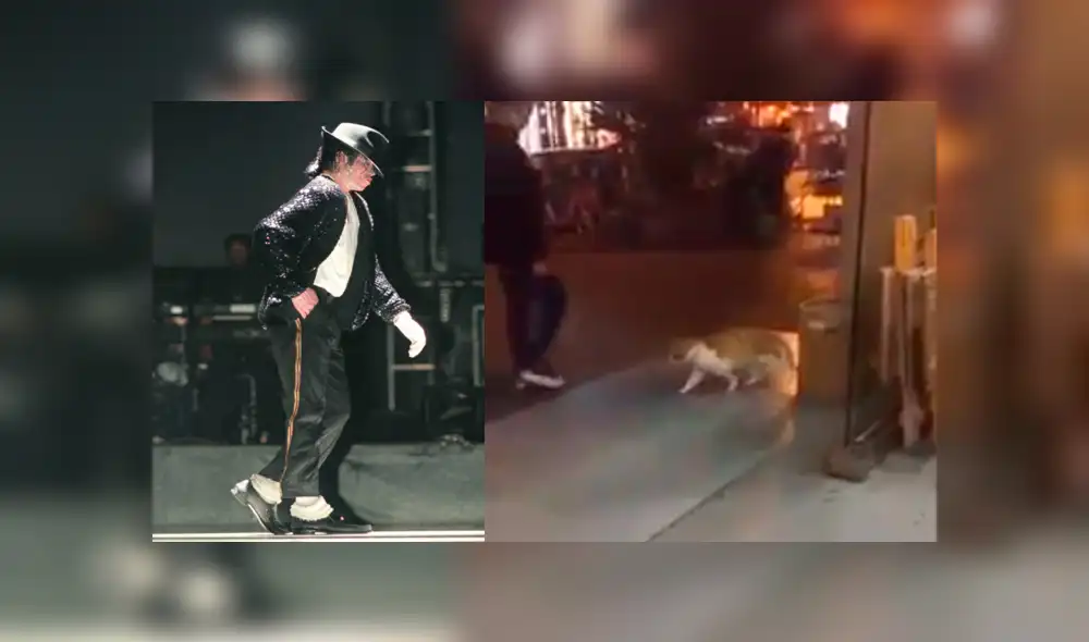 YouTube: gato 'imita' a Michael Jackson y miles quedan impactados por su talento [VIDEO]