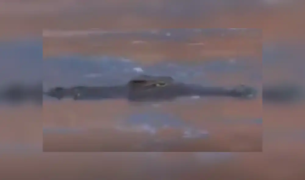 YouTube viral: sediento jabalí acudió a lago para beber agua y se encontró con feroz cocodrilo [VIDEO]