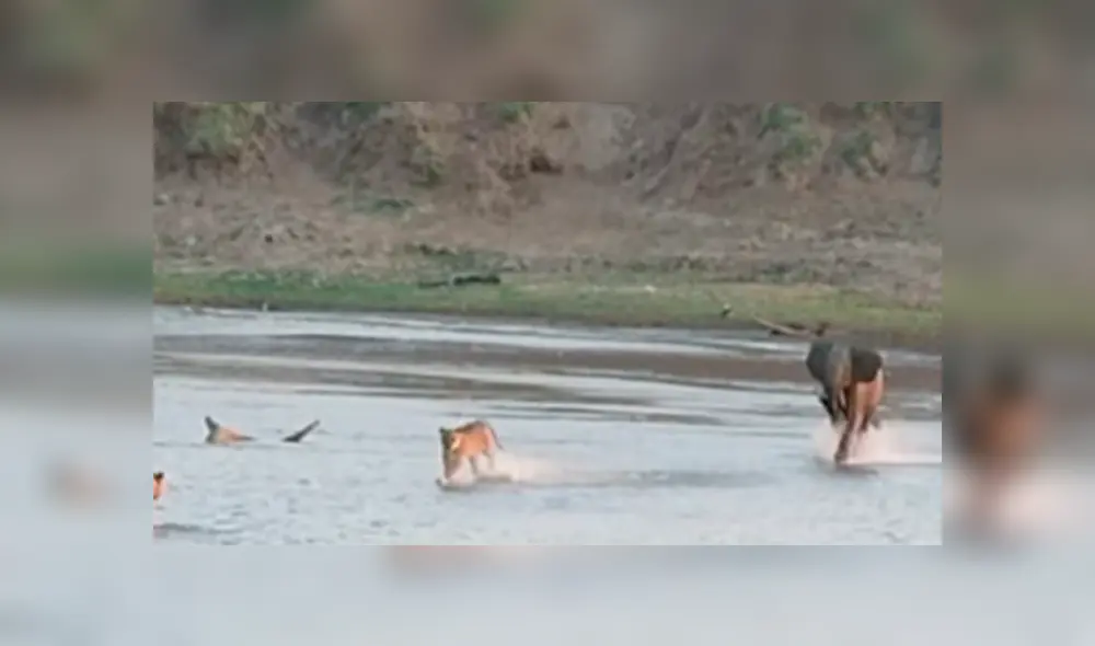 Video viral de YouTube muestra cómo un elefante bebé no se resigna a morir en las garras de una manada de leones hambrientos. Foto: Captura.