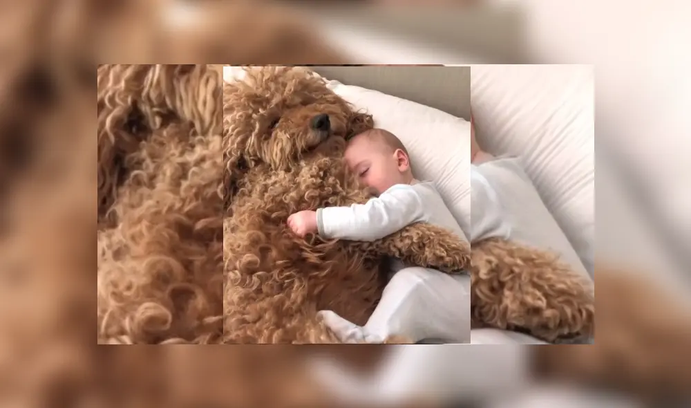 Video es viral en TikTok. Papás del menor grabaron la conmovedora conducta del can cada vez que ve al pequeño durmiendo.