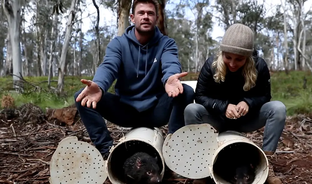 Los actores Chris Hemsworth y su esposa Elsa Pataky ayudaron a la reintroducción de demonios de Tasmania. Foto: AFP Los actores Chris Hemsworth y su esposa Elsa Pataky ayudaron a la reintroducción de demonios de Tasmania. Foto: AFP