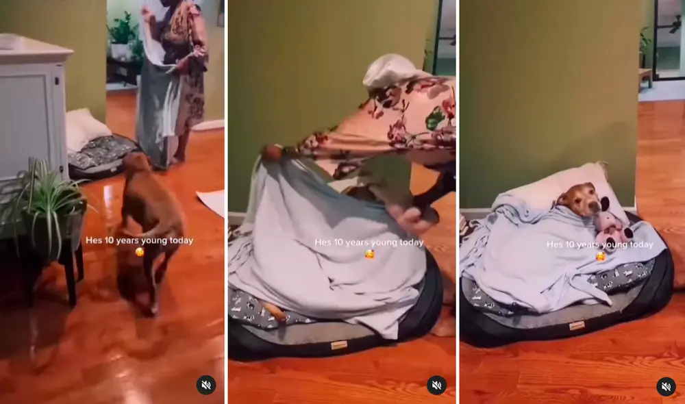 El video generó los aplausos de miles en redes por la forma en que cuidan del perrito. Foto: composición de LR/ captura de TikTok/@Staffypitstoday