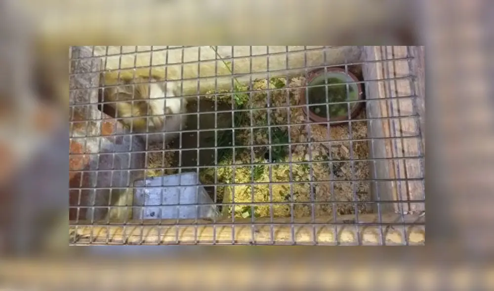 Clausuran granja de Plaza Norte que tenía a animales en malas condiciones [FOTOS]