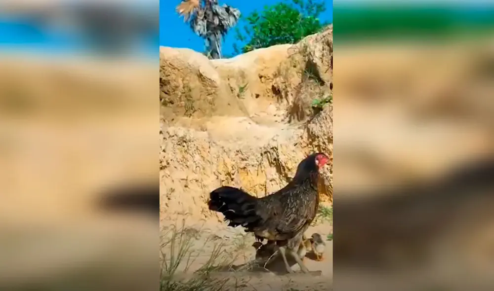 Desliza las imágenes para apreciar el momento en que una gallina se enfrenta a un águila para salvar a sus bebés. Foto: Captura de YouTube